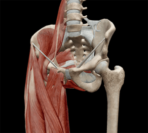 Sacral Iliac joint structure in bone and muscles