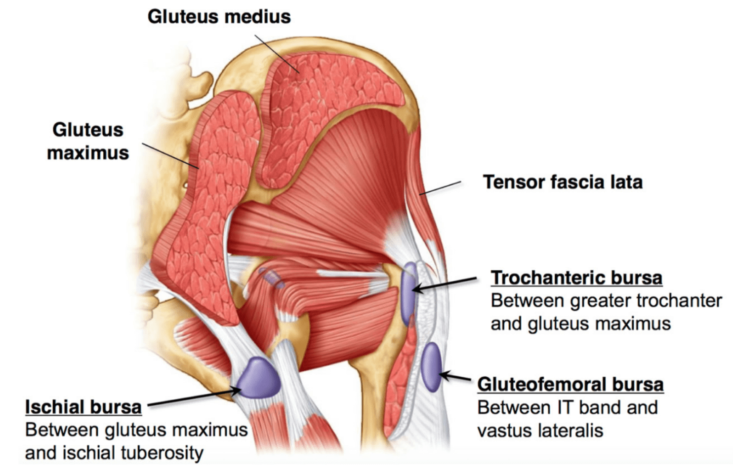 Trochaneric-hip-bursitis-anatomy