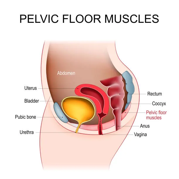 What Conditions Do You Treat (Female Pelvic Floor)